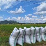 Zakat Pertanian Padi dan Cara Perhitungannya
