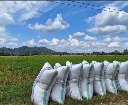 Zakat Pertanian Padi dan Cara Perhitungannya